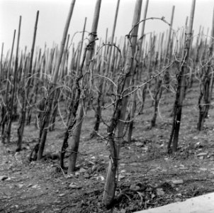 Wijnranken in de winter, Bestanddeelnr 254-4434