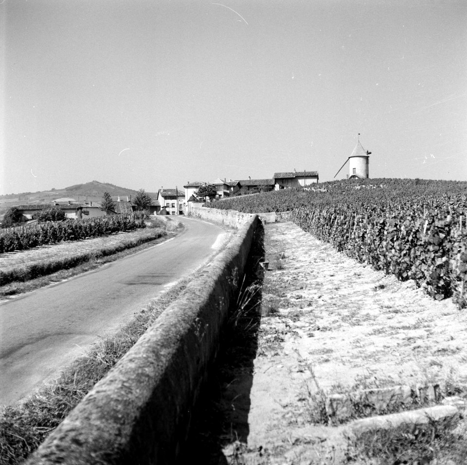 Wijngaarden in de Moulin á Vent, met in de verte de 13de eeuwse windmolen waaraa, Bestanddeelnr 254-0283