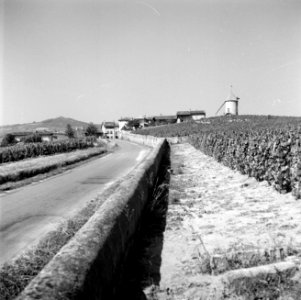 Wijngaarden in de Moulin á Vent, met in de verte de 13de eeuwse windmolen waaraa, Bestanddeelnr 254-0283