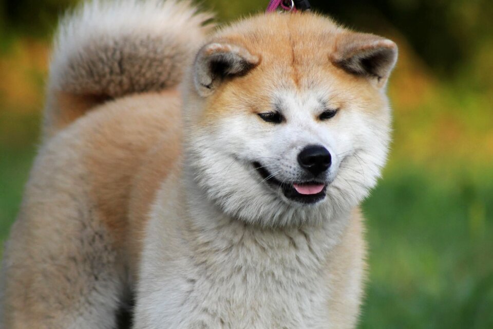 Japanese akita dog red dog