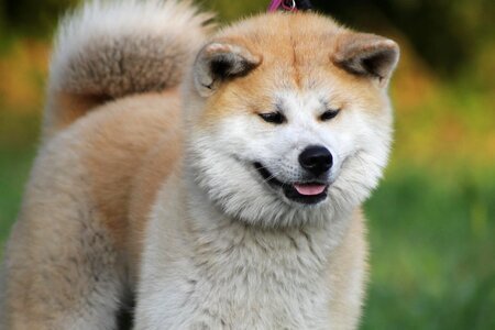 Japanese akita dog red dog photo
