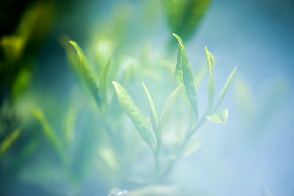 Tea green tea Free photos