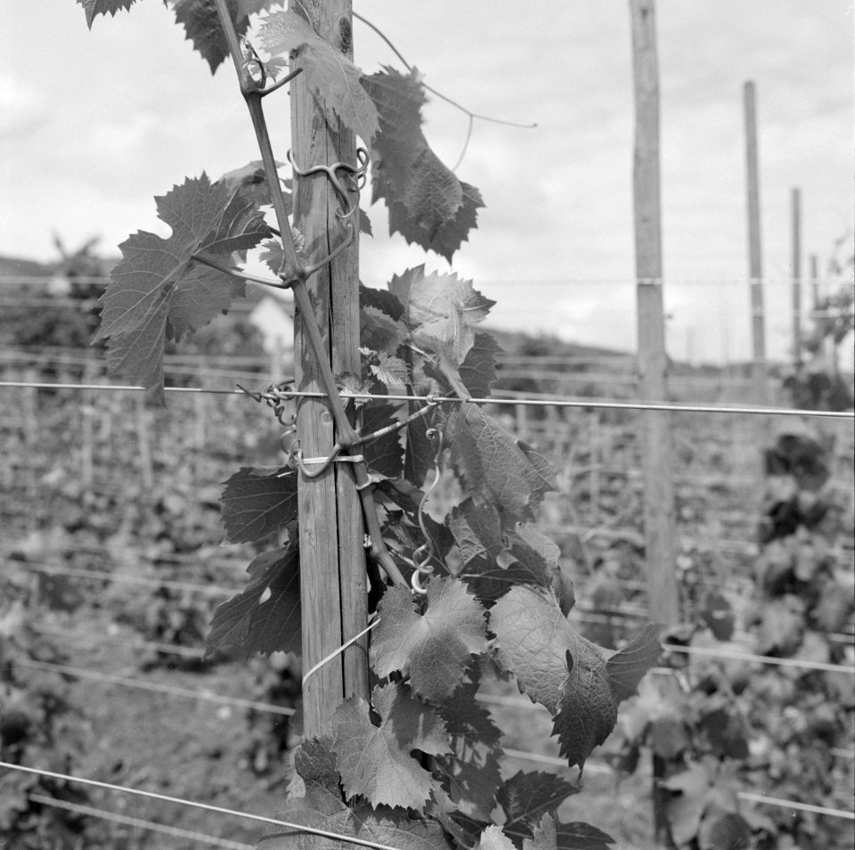 Wijngaard met druivenstokken van vermoedelijk Riesling druiven, Bestanddeelnr 254-4134