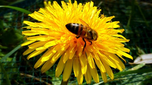 Summer bee insect photo