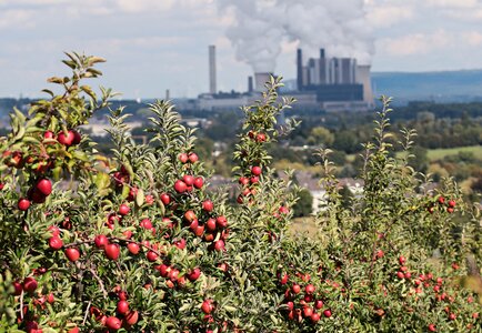 Contrast landscape red apple orchard