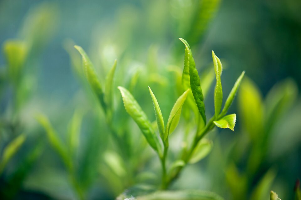 Tea green tea Free photos