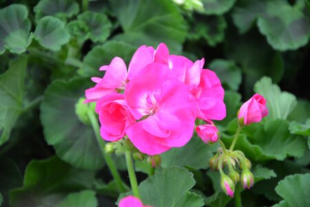 Green foliage nature plant photo