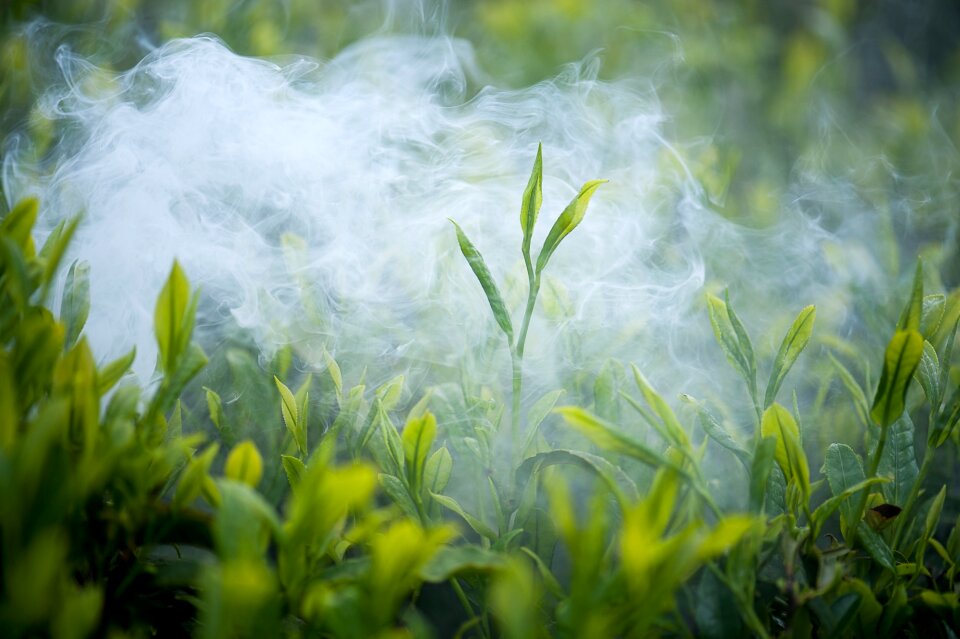 Tea green tea Free photos