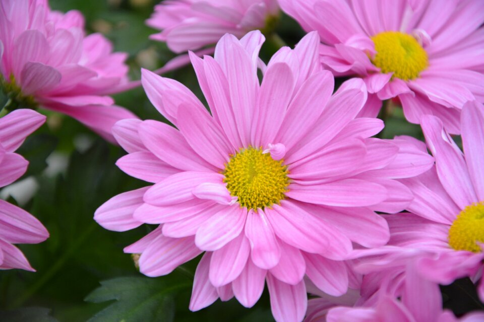Petal garden fulfillment