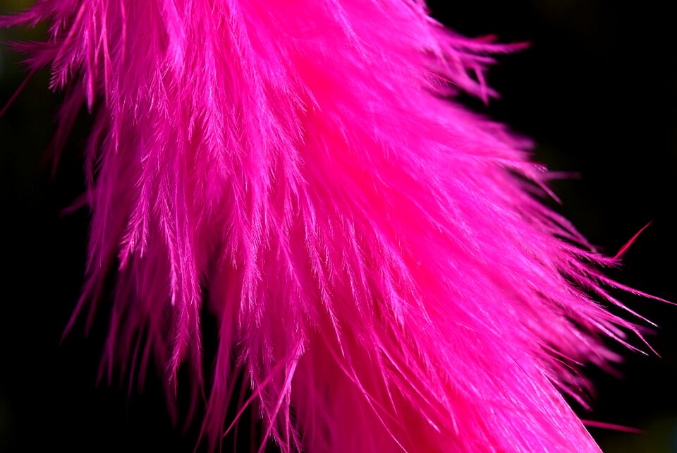 Colored pink plumage