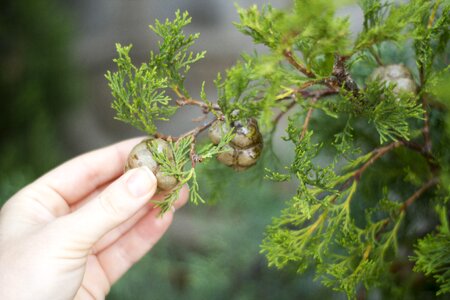 Forest nature blue spruce photo