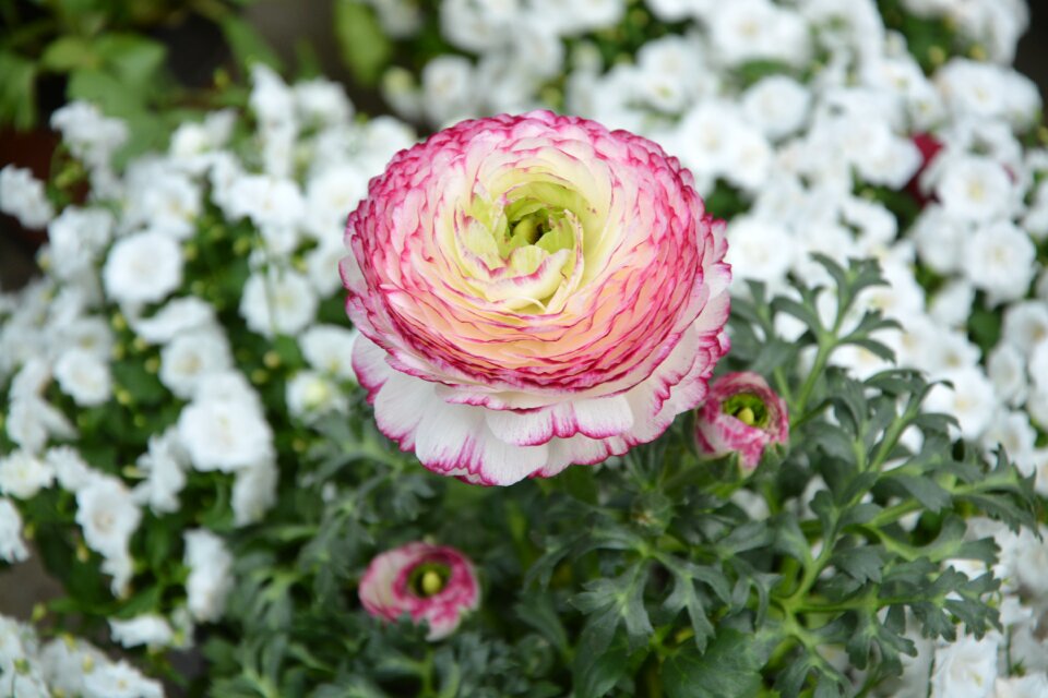 Ranunculus pink nature leaves