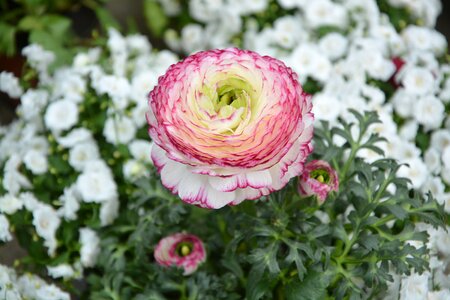 Ranunculus pink nature leaves