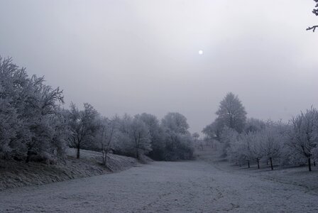 Tree winter magic snow landscape photo