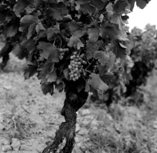 Wijnstokken van Châteauneuf-du-Pape, Bestanddeelnr 254-0256 photo