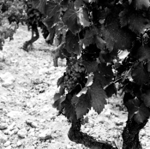 Wijnstokken van Châteauneuf-du-Pape, Bestanddeelnr 254-0257 photo