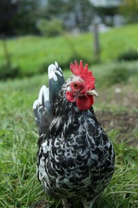 Chicken close up frontal shot