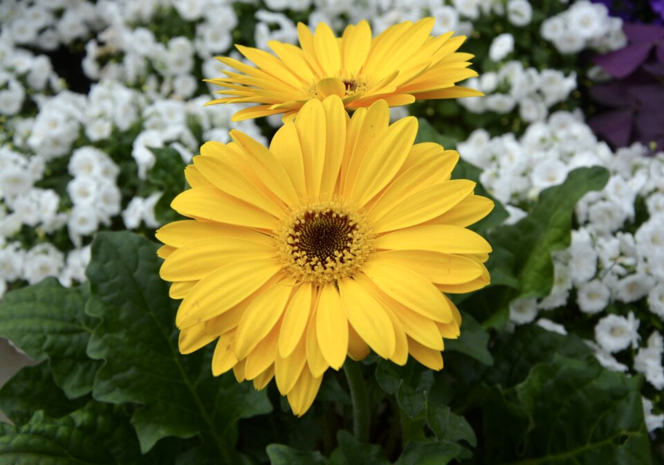Nature spring season garden