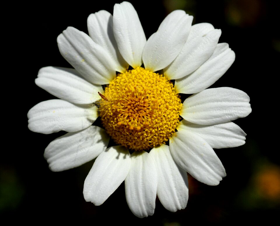 Plant floral white