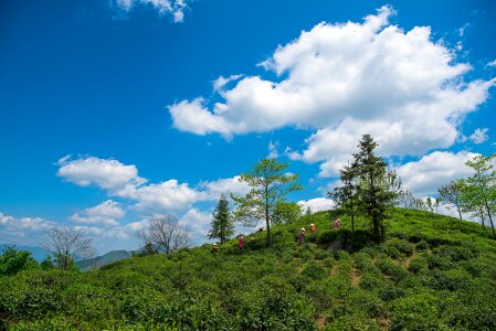 Dasan green tea tea photo