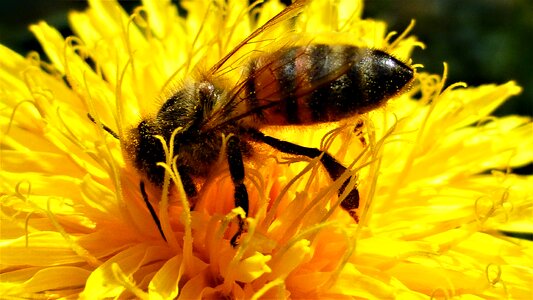 Flower pollination honey