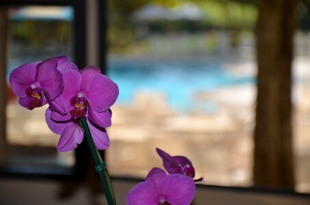 Flower window orquidea