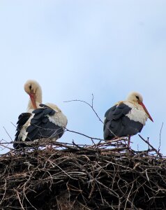 Nest pair beaks photo
