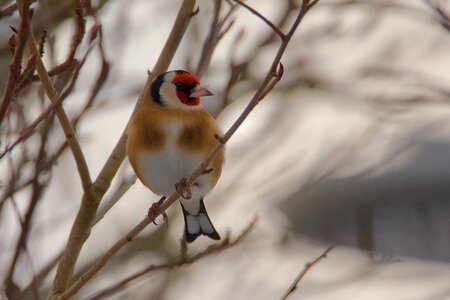 Goldfinch elegant bird