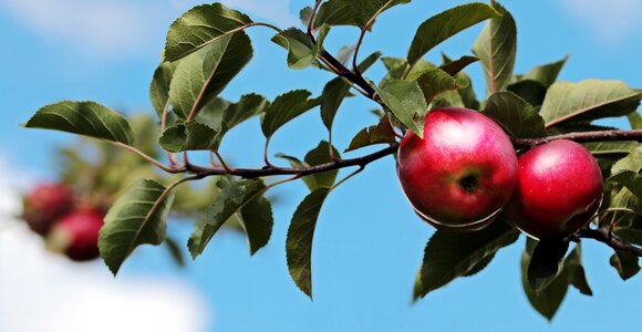 Apple orchard branch delicious