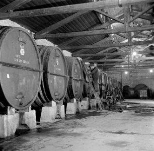 Wijnvaten in de Rothschild wijnkelders te Rishon LeZion, Bestanddeelnr 255-1605