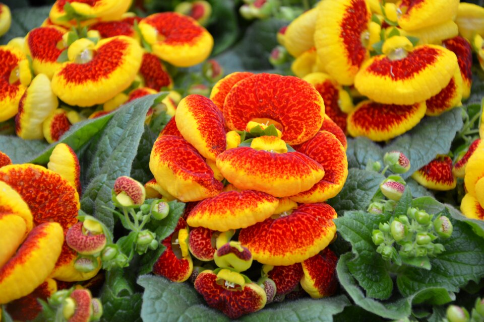 Nature decorative plants massif