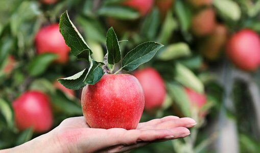Apple orchard delicious fruit