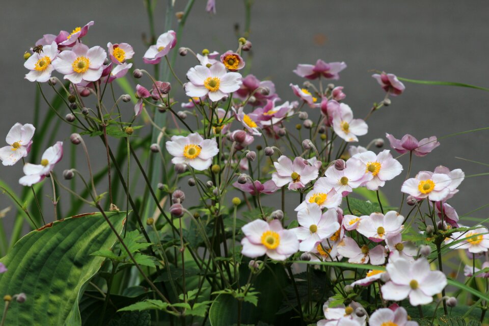 Plant flora natural
