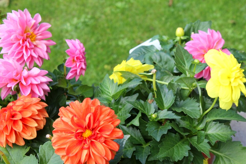 Summer garden nature