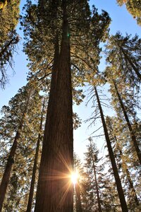 Trees sequoia nature