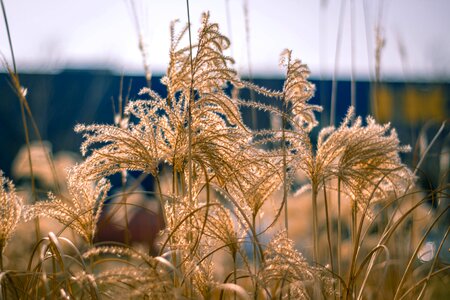 Season grass golden