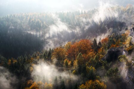 Forest woods fog photo