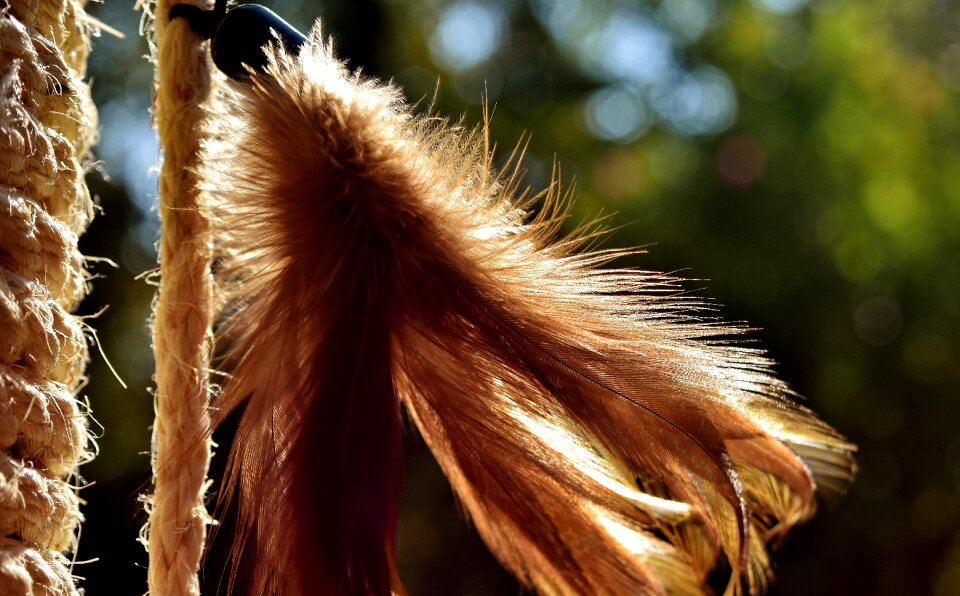 Bird bird feather beautiful
