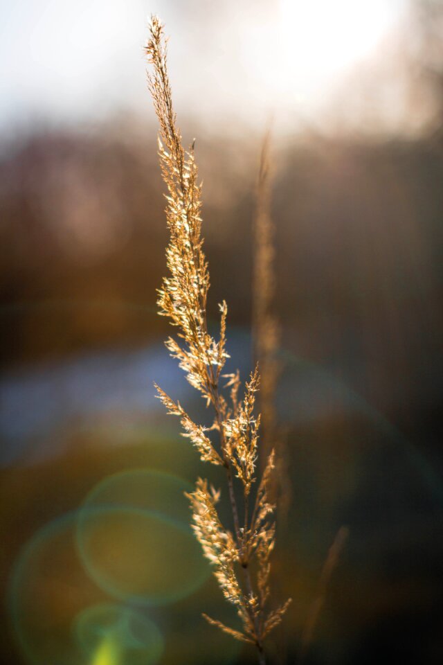 Plant farm close up