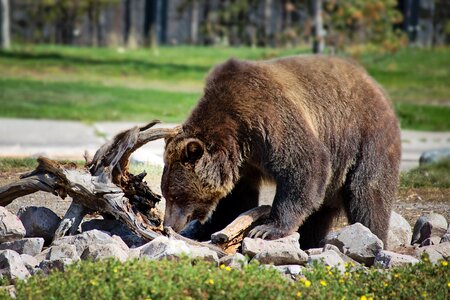 Animal nature wildlife