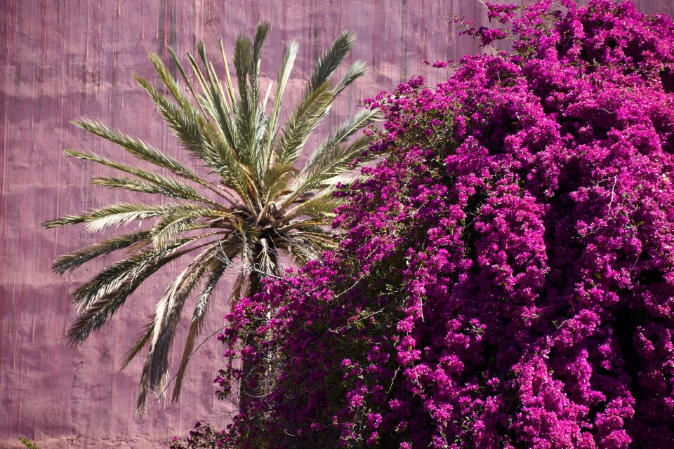 Flowers bloom summer plant