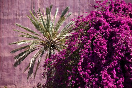 Flowers bloom summer plant