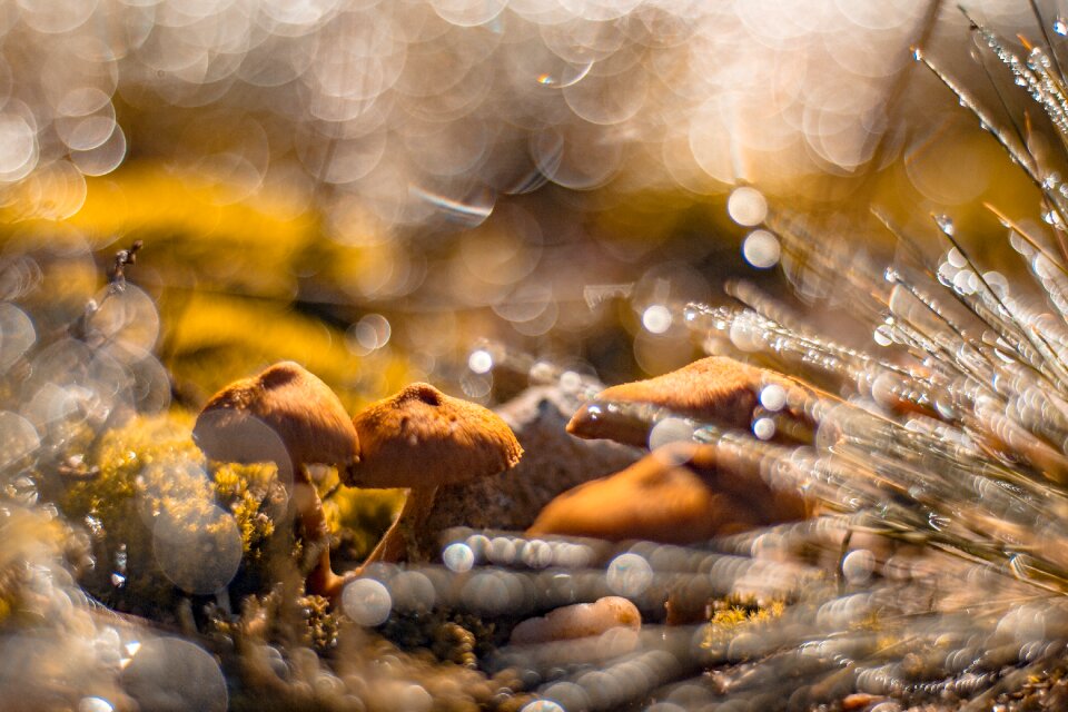 No one autumn mushroom
