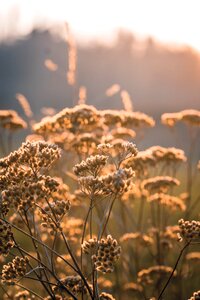 Sky dawn summer