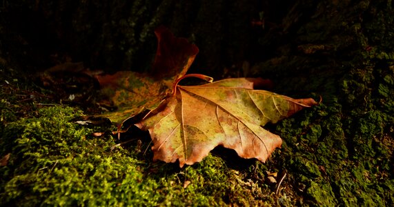 Golden autumn fall foliage discoloration