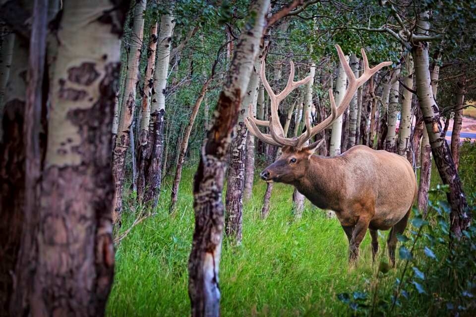 Wildlife animal wild