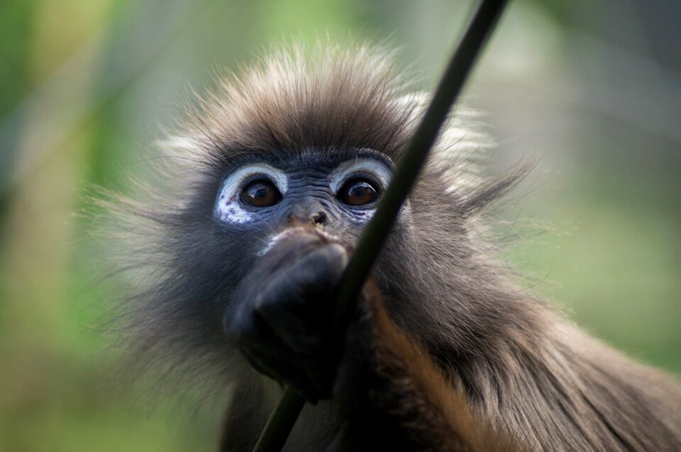 Wildlife mammal ape