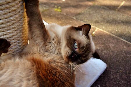 Play pet mieze