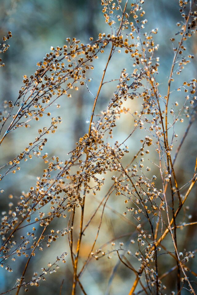 Frost branch plant