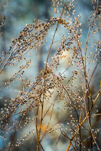 Frost branch plant